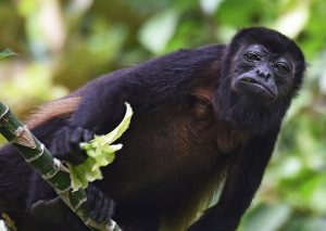 Nature and wildfile in Bocas del Toro, Panama