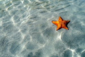 Starfish Tour Snorkeling in Bocas del Toro