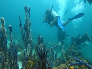 Diving in Bocas del Toro 