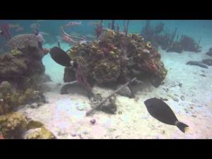 Mangrove point Bocas del Toro Diving