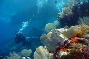 Scuba diving in Bocas del Toro